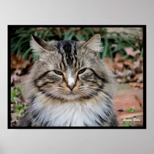 Maine Coon Katt Porträtt Foto Affisch  (Framsidan)