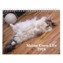 Maine Coon Katter | Main Coon Liv Kalender