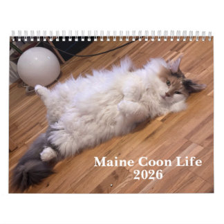 Maine Coon Katter | Main Coon Liv Kalender