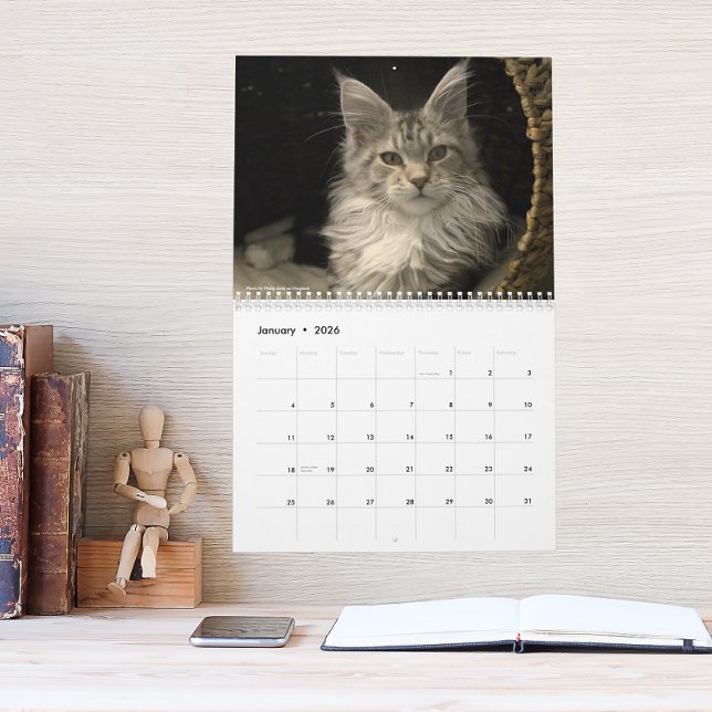 Maine Coon Katter | Main Coon Liv Kalender (Skapare uppladdad)
