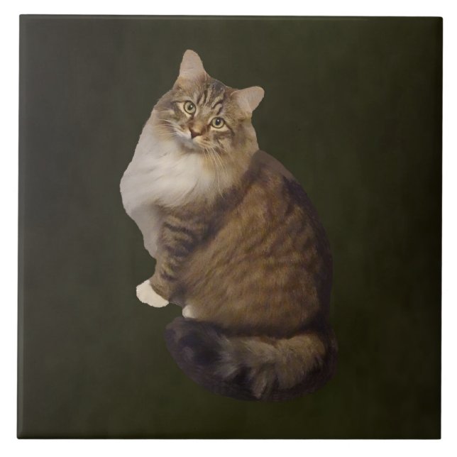 Maine Coon Kattporträtt Kakelplatta (Framsidan)
