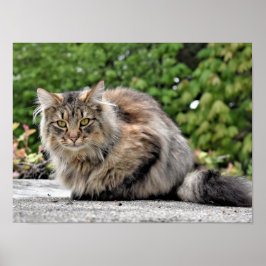 Maine Coon Kattunge Anpassade Poster