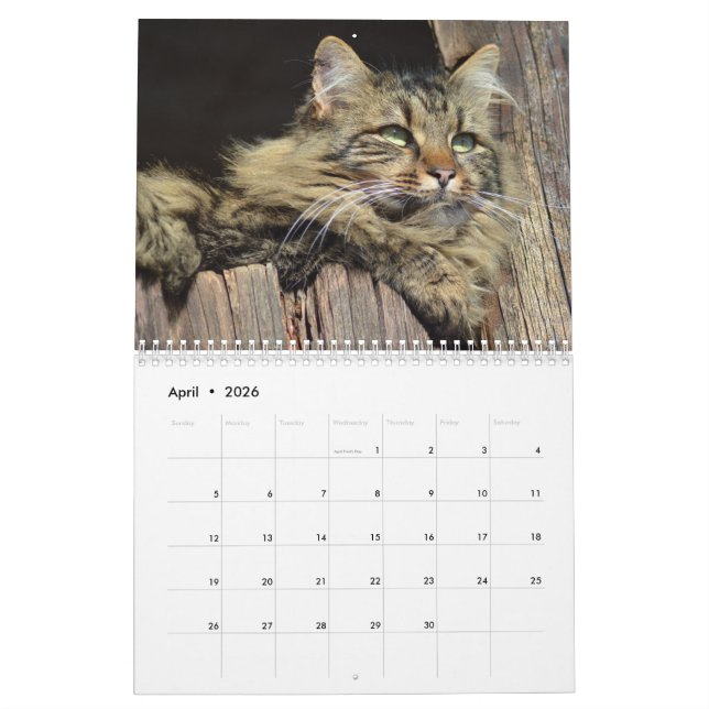 Maine Coon Kattunge Cute Kalender (Apr 2026)
