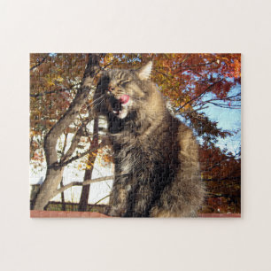 Maine Coon Kattunge Cute Roligt Animal Pussel