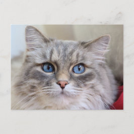 Maine Coon Kattunge Cute Roligt Vykort