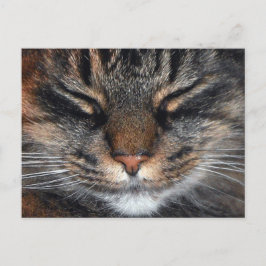 Maine Coon Kattunge Cute Roligt Vykort
