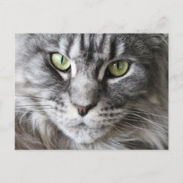 Maine Coon Kattunge Cute Roligt Vykort