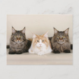 Maine Coon Kattunge Cute Roligt Vykort