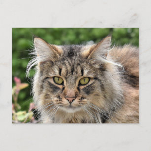 Maine Coon Kattunge Cute Roligt Vykort