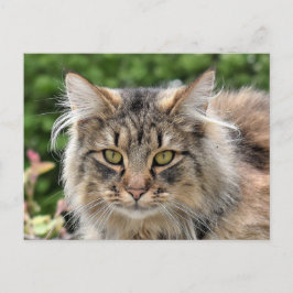 Maine Coon Kattunge Cute Roligt Vykort