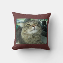 Maine Coon kattunge Kudde
