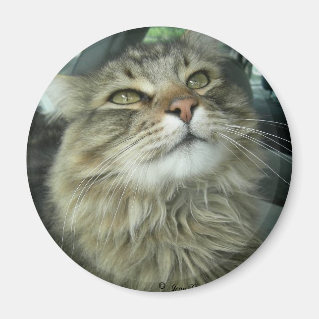 Maine Coon kattunge Magnet (Framsidan)