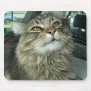 Maine Coon kattunge Musmatta