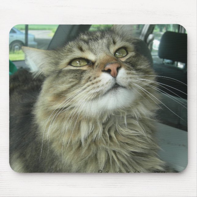 Maine Coon kattunge Musmatta (Framsidan)