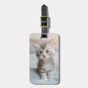 Maine Coon Kitten Bagagebricka