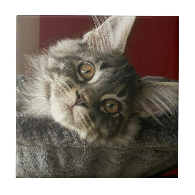 Maine Coon Kitten Ceramic Tile Kakelplatta (Framsidan)