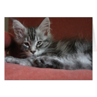 Maine Coon kitten, en sömnig unge Hälsningskort