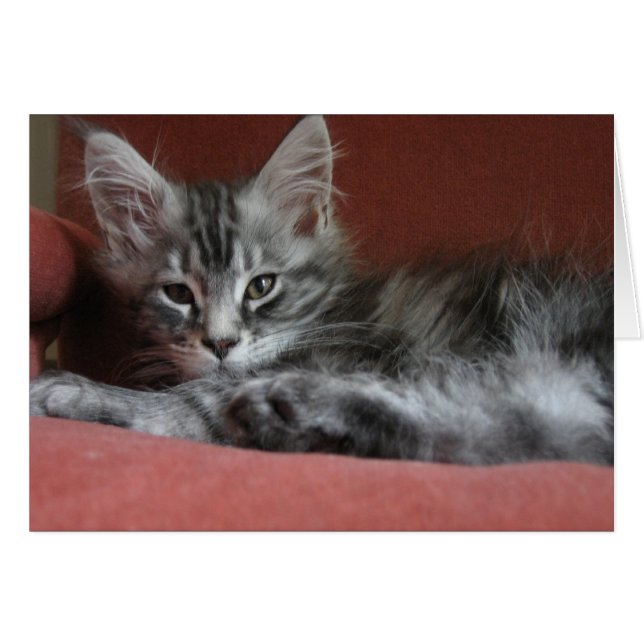 Maine Coon kitten, en sömnig unge Hälsningskort (Framsidan Horizontal)