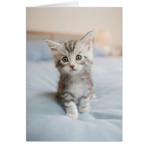 Maine Coon Kitten Hälsningskort