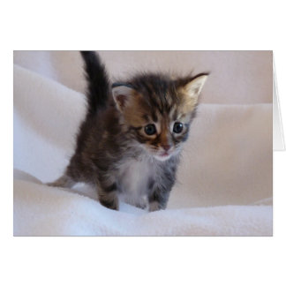 Maine Coon Kitten kort