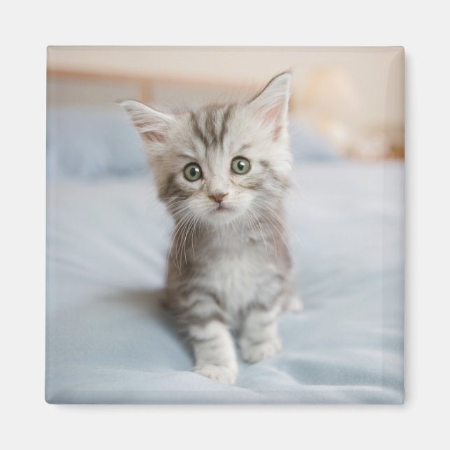 Maine Coon Kitten Magnet (Framsidan)