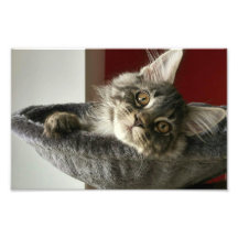 Maine Coon Kitten Photo Print