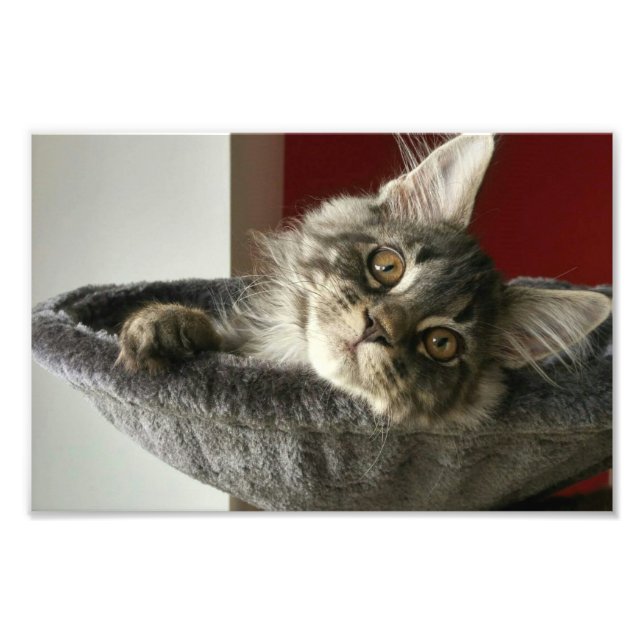 Maine Coon Kitten Photo Print Fototryck (Framsidan)