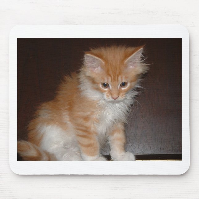 maine coon kitten.png musmatta (Framsidan)