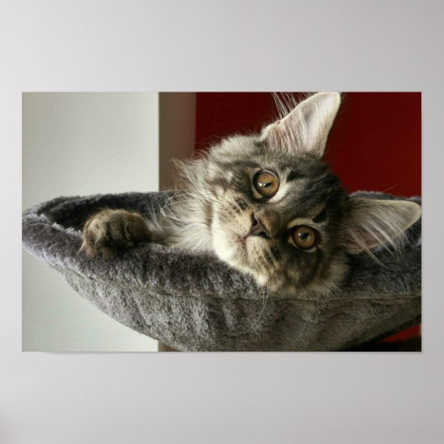 Maine Coon Kitten Poster (Framsidan)