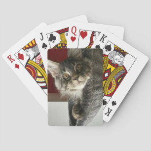 Maine Coon Kitten Spelkort