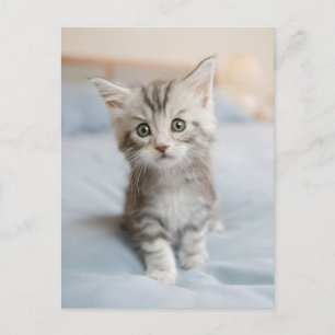 Maine Coon Kitten Vykort