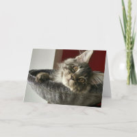 Maine Coon Kittens Födelsedagskort