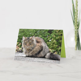 Maine Coon Kitty Katt Söt Anpassningsbar Kort