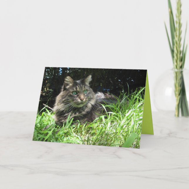 Maine Coon Kitty Katt Söt Anpassningsbar Kort (Framsida)