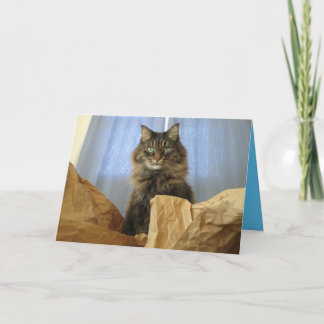 Maine Coon Kitty Katt Söt Anpassningsbar Kort