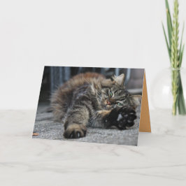 Maine Coon Kitty Katt Söt Anpassningsbar Kort