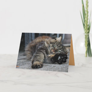 Maine Coon Kitty Katt Söt Anpassningsbar Kort