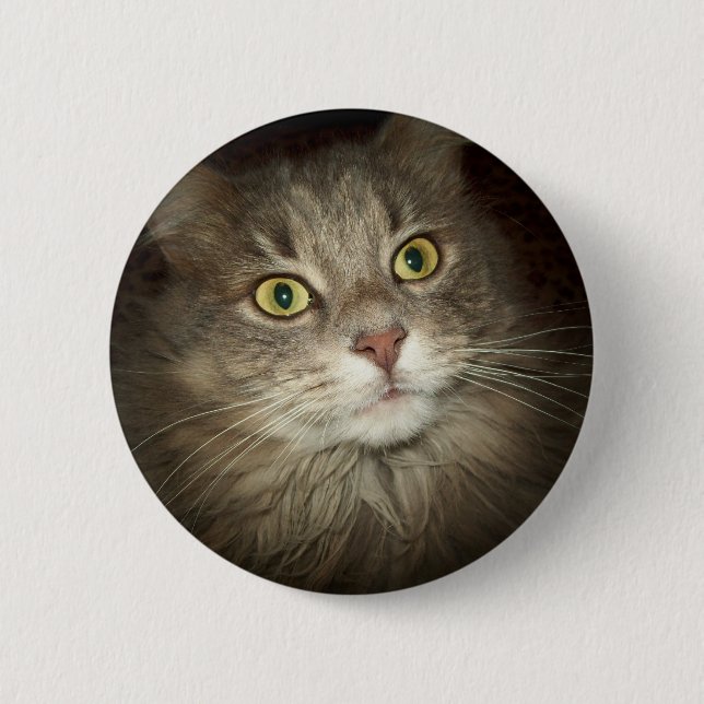 Maine Coon Knapp (Framsida)