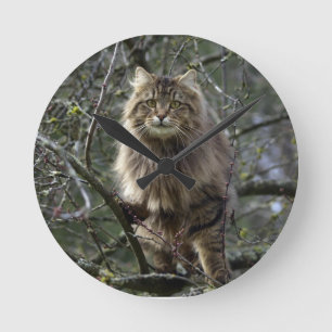 Maine Coon Long-hair Tabby katt Animal Pet Clock Rund Klocka