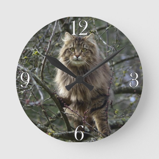 Maine Coon Long-hair Tabby katt Animal Pet Clock Rund Klocka (Framsida)