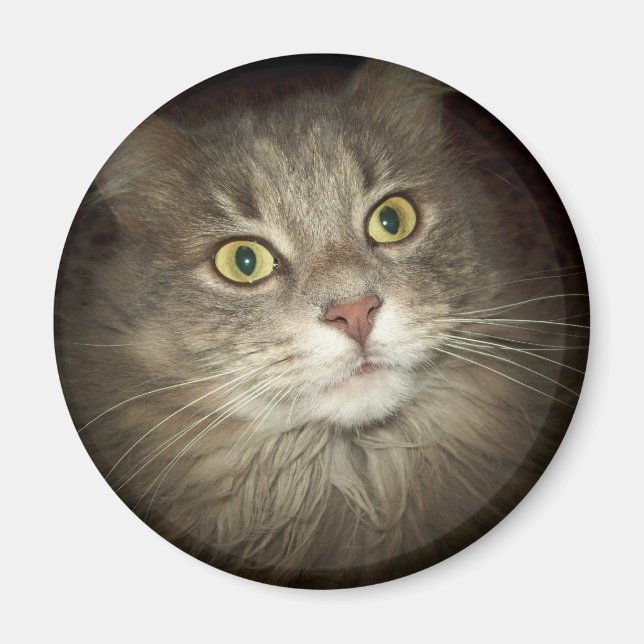 Maine Coon Magnet (Framsidan)