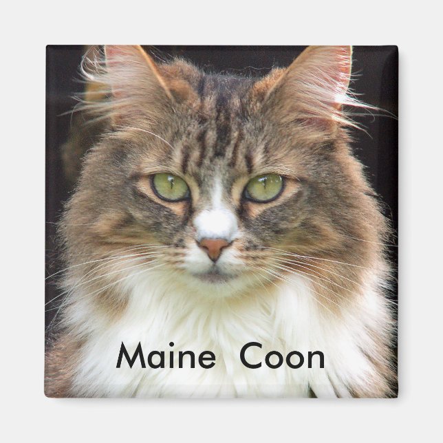 Maine Coon Magnet (Framsidan)