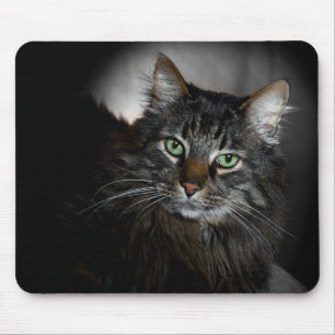 Maine Coon Musmatta