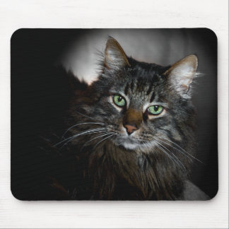 Maine Coon Musmatta