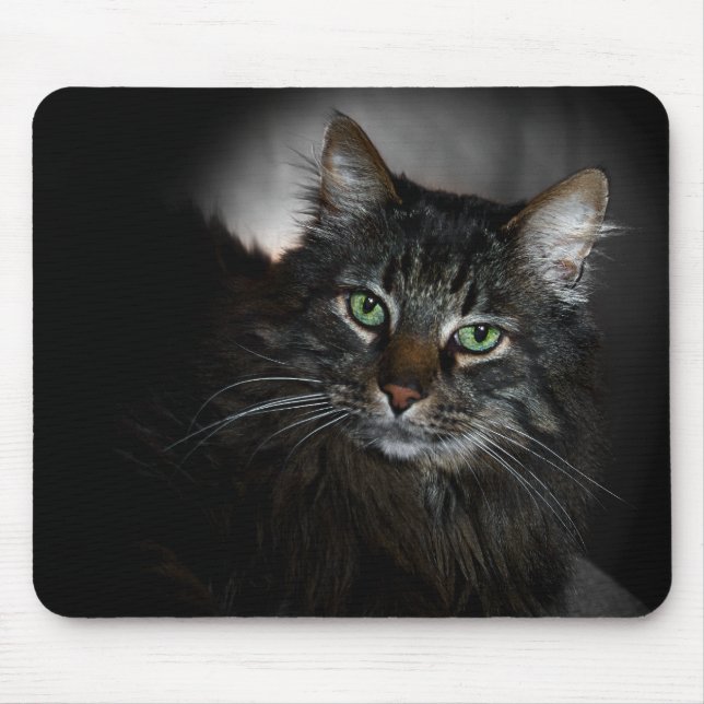 Maine Coon Musmatta (Framsidan)