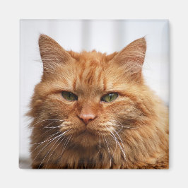 Maine Coon, Norska skogskaraktären Magnet