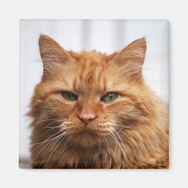 Maine Coon, Norska skogskaraktären Magnet (Framsidan)