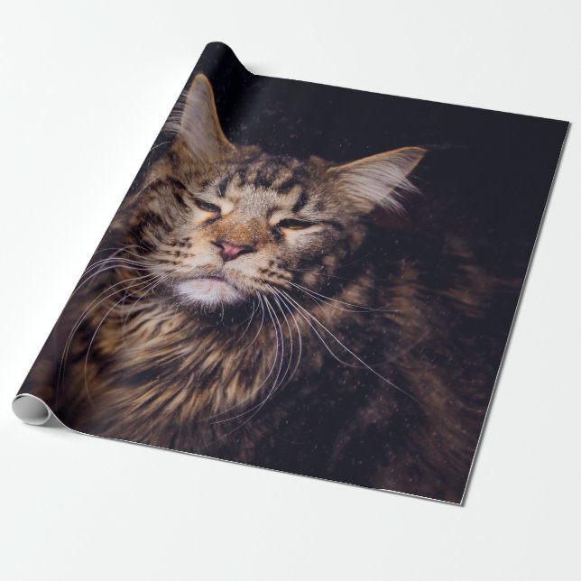 maine coon on a black background younganimal,cat,c presentpapper (Utrullad)