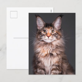 Maine Coon Porträtt Helg Vykort