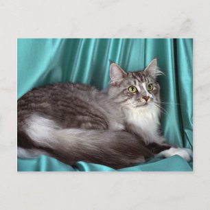 Maine Coon, silver tabby Vykort